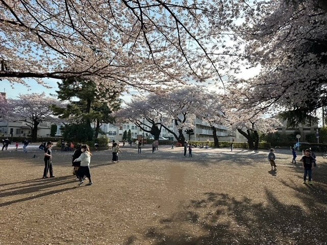 桜の木の下で